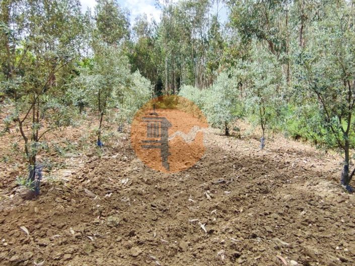 Image No.26-Terrain à vendre à Mealhada