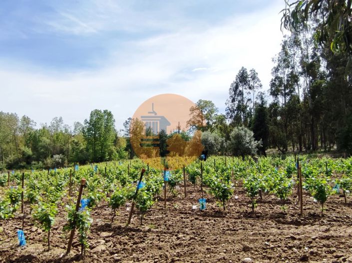 Image No.29-Terrain à vendre à Mealhada