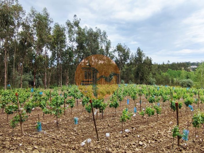 Image No.3-Terrain à vendre à Mealhada