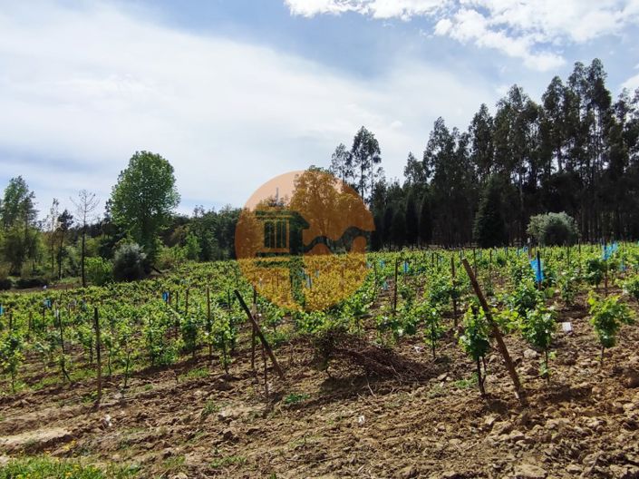 Image No.31-Terrain à vendre à Mealhada