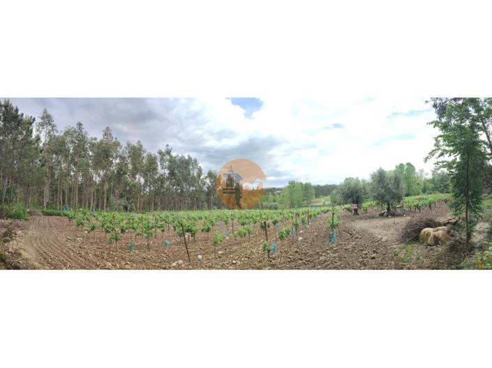 Image No.33-Terrain à vendre à Mealhada