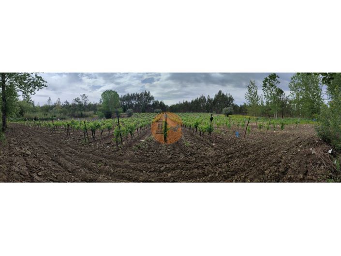 Image No.35-Terrain à vendre à Mealhada