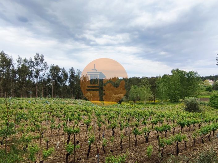 Image No.4-Terrain à vendre à Mealhada