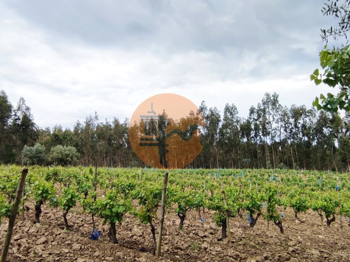 Image No.7-Terrain à vendre à Mealhada