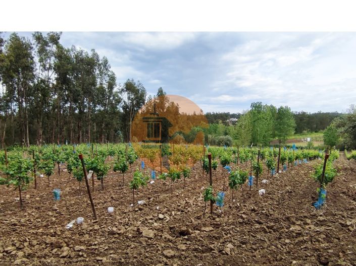 Image No.8-Terrain à vendre à Mealhada