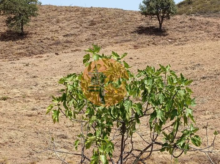 Image No.44-Plot for sale