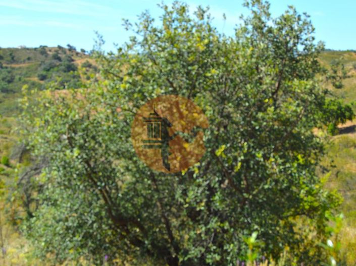 Image No.17-Terrain à vendre à Tavira