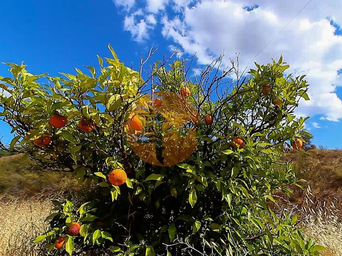 Image No.19-Commercial à vendre à Castro Marim