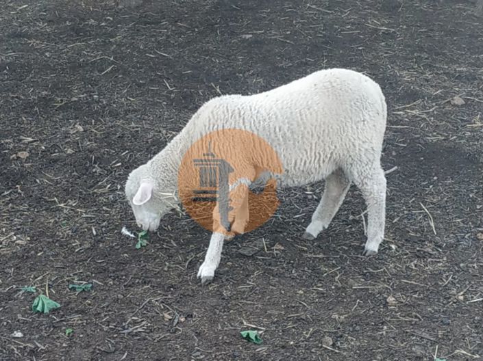 Image No.13-Plot for sale