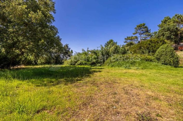 Image No.4-Terre à vendre à Alcobaça