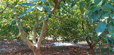 f4osvvhxjpawhatsapp20image202021-09-2820at201