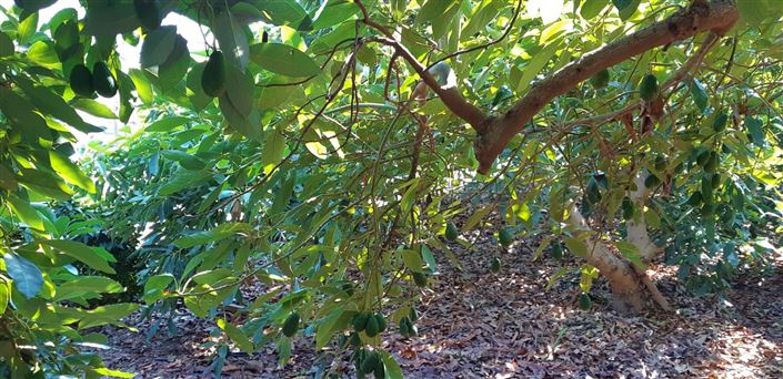 Image No.12-Ferme de 3 chambres à vendre à Benamocarra