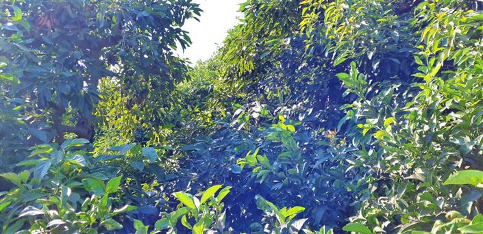 Image No.13-Ferme de 3 chambres à vendre à Benamocarra