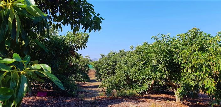 Image No.18-Ferme de 3 chambres à vendre à Benamocarra