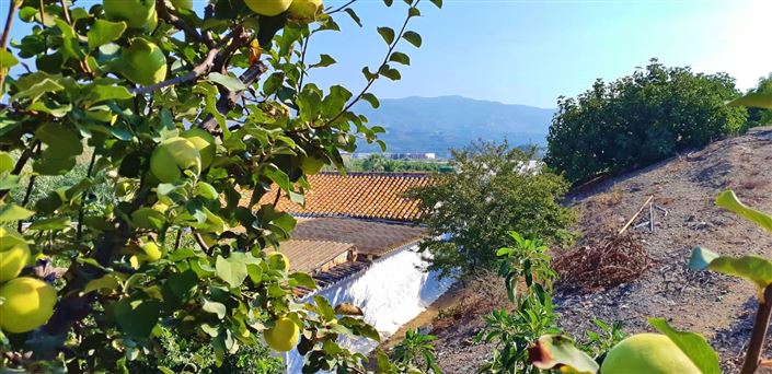 Image No.6-Ferme de 3 chambres à vendre à Benamocarra