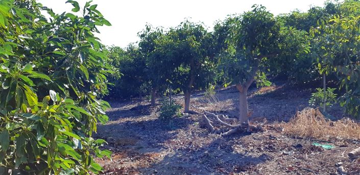 Image No.7-Ferme de 3 chambres à vendre à Benamocarra