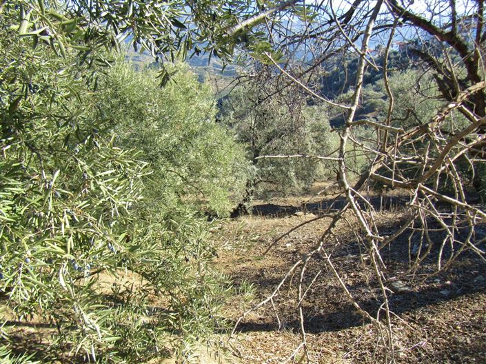 Image No.10-Maison de campagne de 2 chambres à vendre à Cutar
