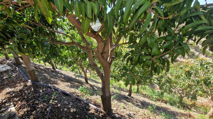 Image No.35-Maison de campagne de 5 chambres à vendre à Vélez-Málaga