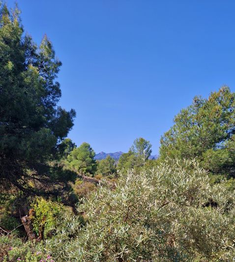 Image No.23-Maison de campagne de 2 chambres à vendre à Jayena