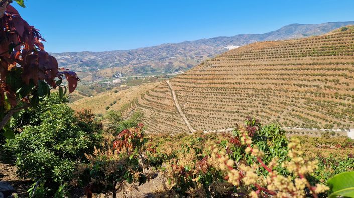Image No.21-Maison de campagne de 4 chambres à vendre à Vélez-Málaga