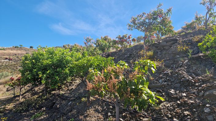 Image No.23-Maison de campagne de 4 chambres à vendre à Vélez-Málaga