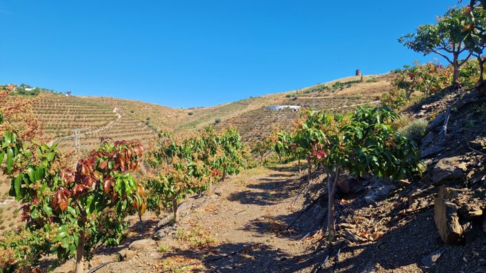 Image No.27-Maison de campagne de 4 chambres à vendre à Vélez-Málaga