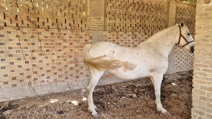 Image No.40-Maison de campagne de 8 chambres à vendre à Pinos-Puente
