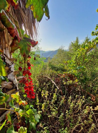 Image No.23-Maison de village de 3 chambres à vendre à Canillas de Aceituno