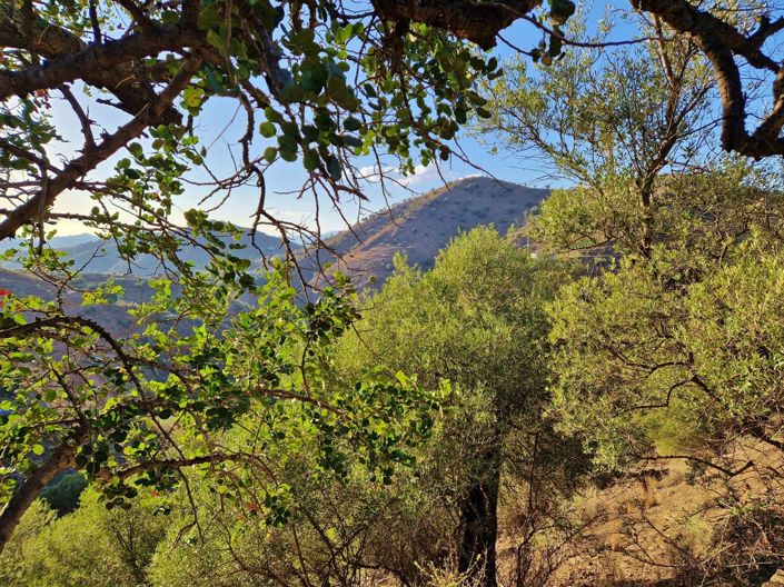 Image No.30-Maison de village de 3 chambres à vendre à Canillas de Aceituno