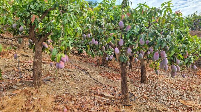Image No.40-Ferme de 3 chambres à vendre à Trapiche