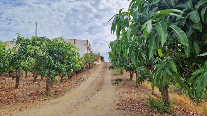 Image No.41-Ferme de 3 chambres à vendre à Trapiche