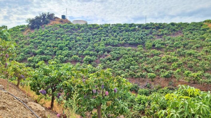 Image No.42-Ferme de 3 chambres à vendre à Trapiche