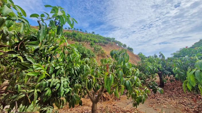 Image No.43-Ferme de 3 chambres à vendre à Trapiche