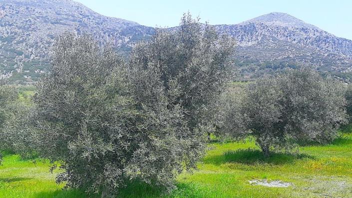 Image No.17-1 Bed Farmhouse for sale