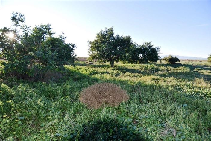 Image No.34-Maison de campagne de 6 chambres à vendre à Las Palas