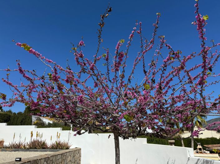 Image No.62-3 Bed Villa for sale