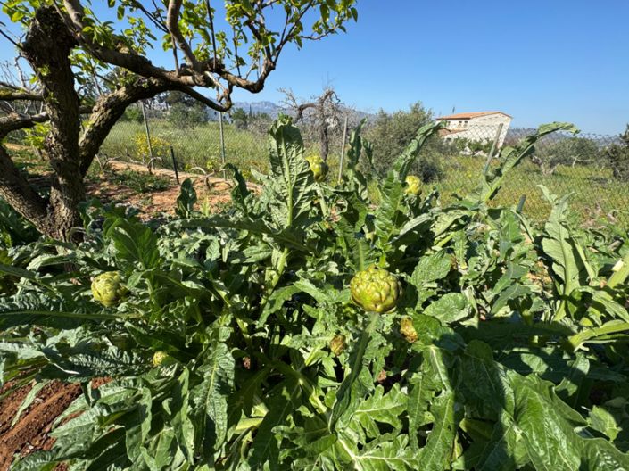 Image No.13-Finca de 4 chambres à vendre à Benissa