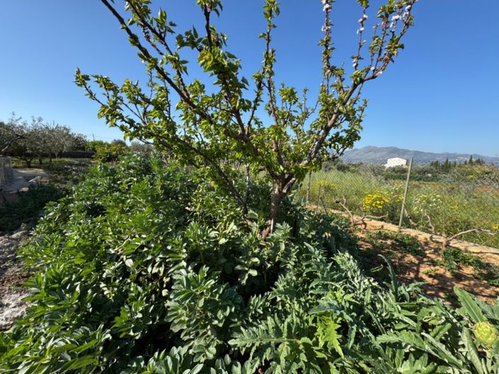 Image No.14-Finca de 4 chambres à vendre à Benissa