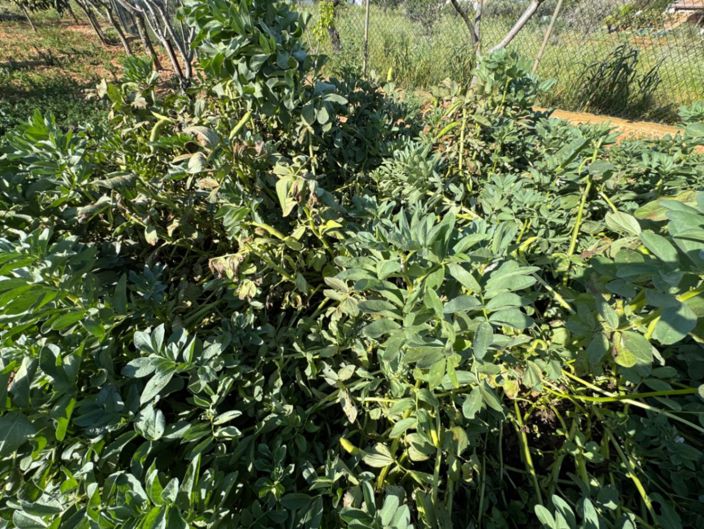 Image No.16-Finca de 4 chambres à vendre à Benissa