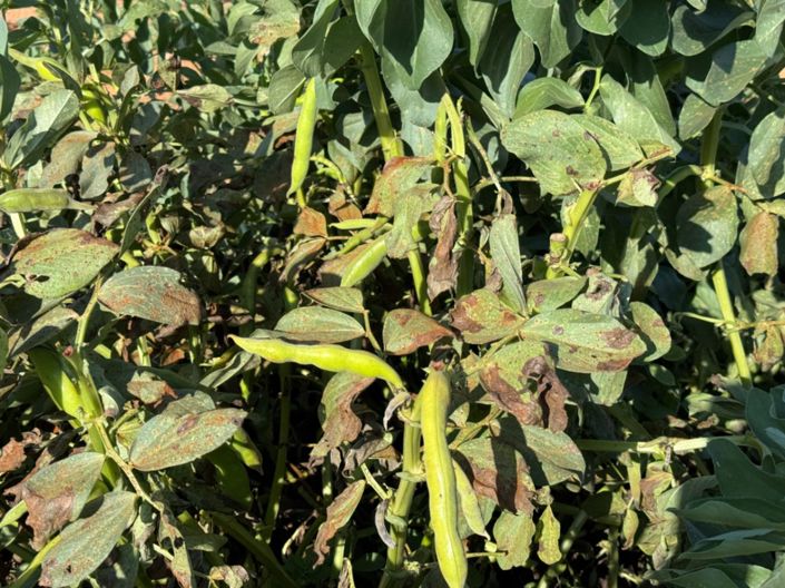 Image No.17-Finca de 4 chambres à vendre à Benissa