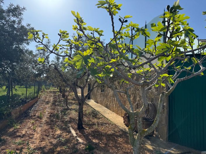 Image No.26-Finca de 4 chambres à vendre à Benissa