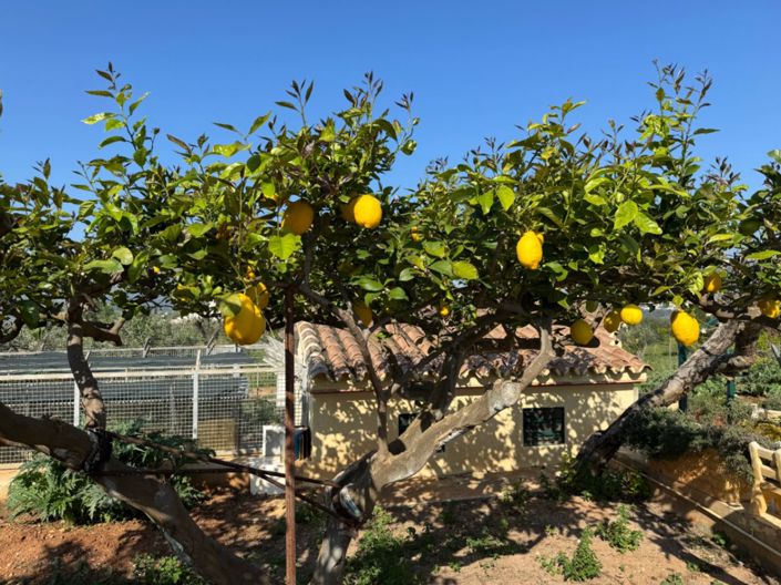 Image No.27-Finca de 4 chambres à vendre à Benissa