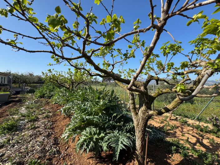 Image No.28-Finca de 4 chambres à vendre à Benissa