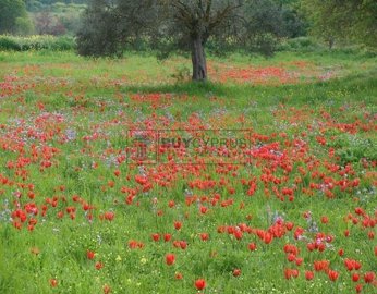 Residential Land  For Sale  in  Polemi