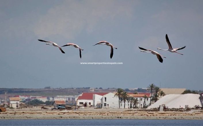 Image No.22-Commercial de 1 chambre à vendre à La Marina