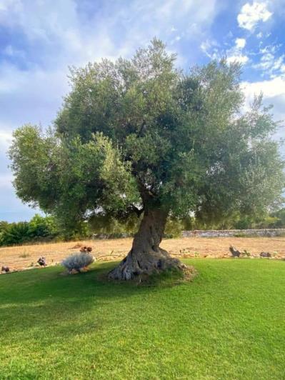 Image No.2-3 Bed House/Villa for sale