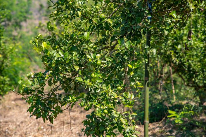 Image No.12-Land for sale