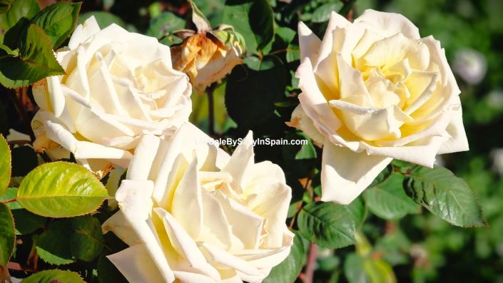 Image No.14-Finca de 8 chambres à vendre à Rafol de Salem