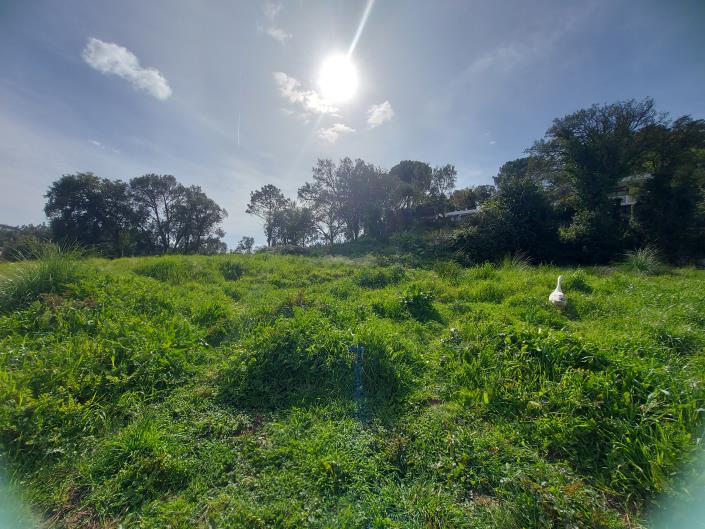 Image No.5-Terre à vendre à Caldas da Rainha