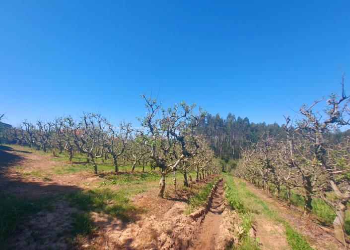Image No.4-Terre à vendre à Caldas da Rainha